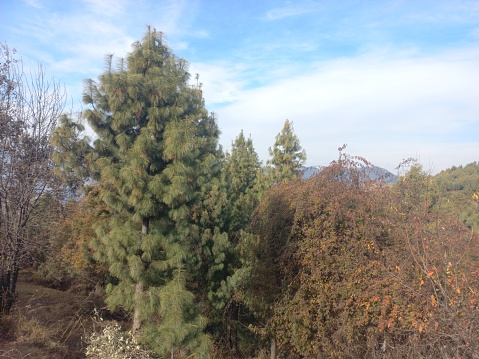 Pinus roxburghii trees vele beautiful nature background valley bunner kpk Pakistan