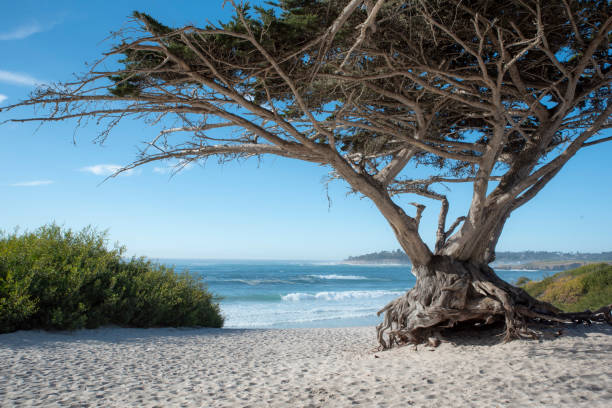 istock Carmel by the sea 1412655334