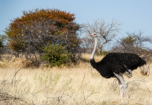Ostrich, walking in the dry arid grasslands of the Maasai Mara, Kenya