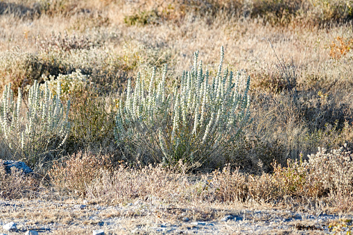 Plant in Etosha National Park at Kunene Region, Namibia