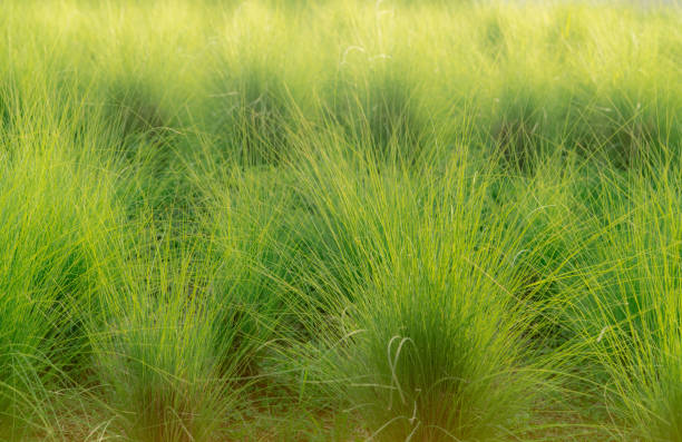 campo in erba verde vetiver. vetiver system viene utilizzato per la conservazione del suolo e dell'acqua, la mitigazione e la riabilitazione e il controllo dei sedimenti. colla organica per lo sviluppo sostenibile del suolo. erba ornamentale. - leachate foto e immagini stock