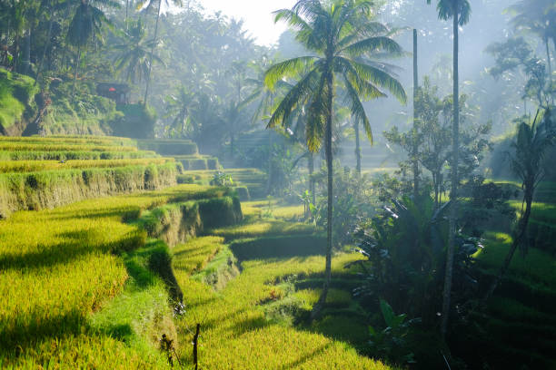istock Tegalalang Padi Rice Field 1412656894