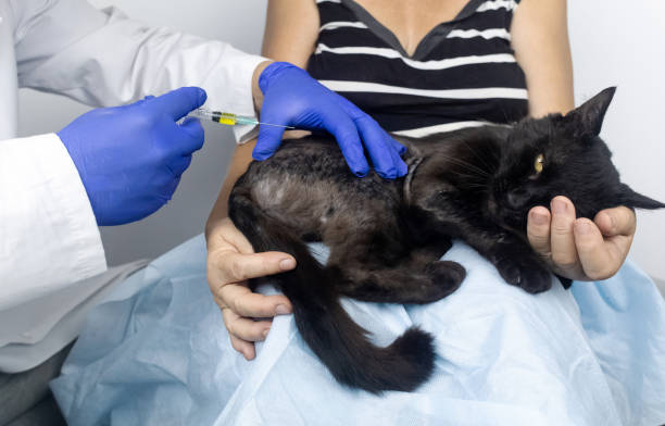 Bald patches and dermatitis. Subcutaneous tick, demodicosis, hair-eater. Veterinarian examines cat and prescribes treatment. Pet shows bald patches and areas of skin without hair. Cat has fur problem. el gato tiene problemas de pelaje. parches de calvicie y dermatitis. garrapata subcutánea, demodicosis, devorador de pelo. el veterinario examina al gato y prescribe el tratamiento. la mascota muestra parches de calvicie y áreas de piel sin pelo
