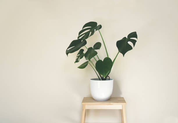 istock Monstera deliciosa in a whte flower pot 1412658200