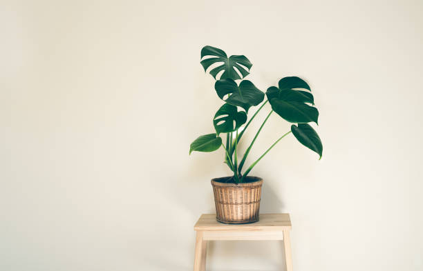 istock Monstera deliciosa in a wicker flower pot 1412658202