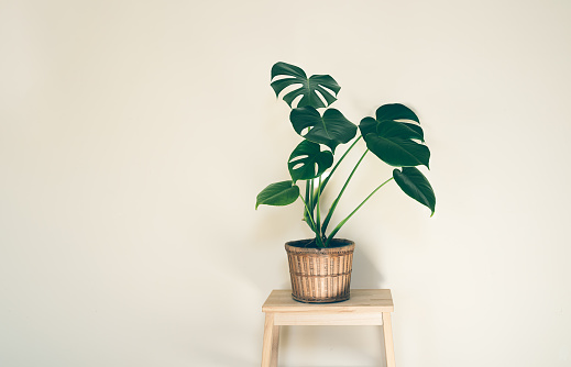 Monstera deliciosa or Swiss Cheese Plant in wicker flower pot isolated on a light background, minimalism and scandinavian style