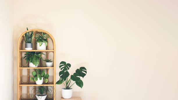 istock Indoor plants on a wicker bookcase 1412658204