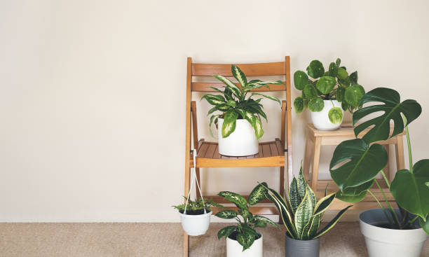 istock Home plants on the chairs 1412658232