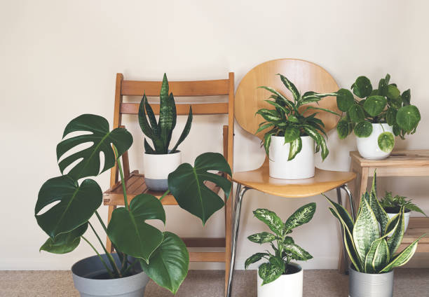 istock Home plants on the chairs 1412658235