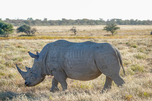 White Rhinoceros at Etosha National Park in Kunene Region, Namibia