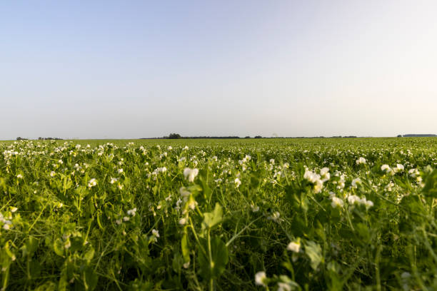 istock An agricultural field where green peas grow during flowering 1412658564