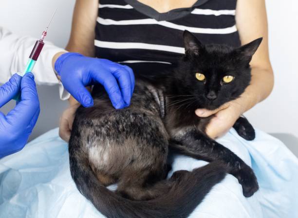 Cat has fur problem. Bald patches and dermatitis. Subcutaneous tick, demodicosis, hair-eater. Veterinarian examines cat and prescribes treatment. Pet shows bald patches and areas of skin without hair stock photo