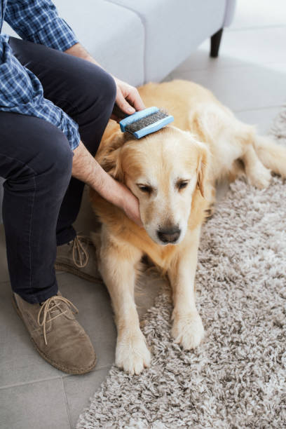 istock Man brushing his dog at home 1412659004