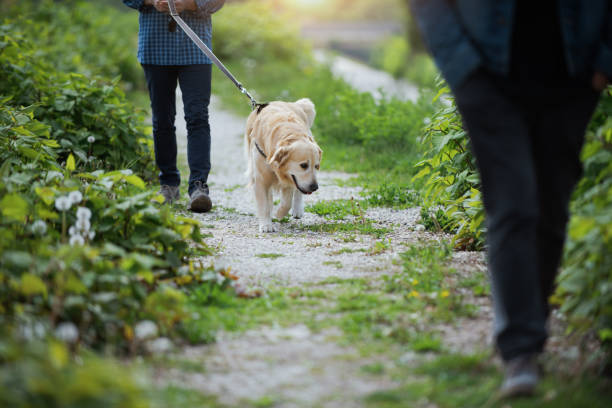 istock Man and dog walking in nature 1412659032