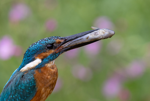 Portrait of a beautiful male common kingfisher (Alcedo atthis), on the way to feed a young bird with a small goby.