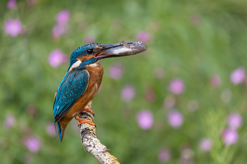 Male common kingfisher (Alcedo atthis), perching on a branch on the way to feed a young bird with a small fish.