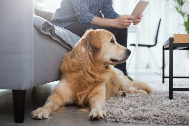 istock Man and his dog at home 1412659091