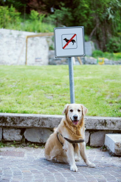 istock Dog sitting under no dogs allowed sign 1412659174