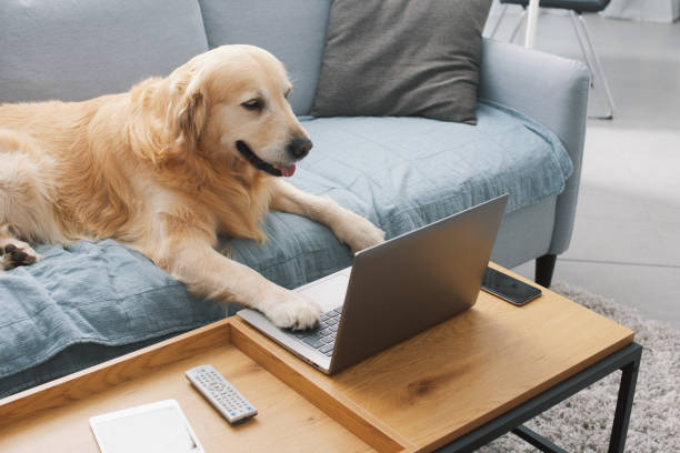 istock Funny dog using a laptop at home 1412659939