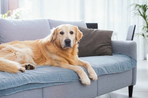 istock Cute lonely dog resting on the couch 1412659981
