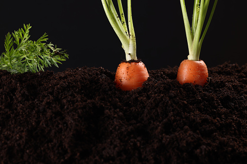 Freshly picked Carrots from the soil