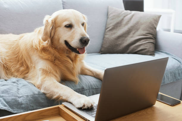 istock Funny dog using a laptop at home 1412660211