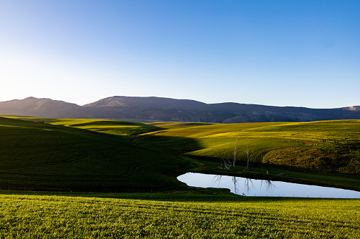 Pastures of green wheat cover rolling hils in a landscape shot in the Overberg region of the Western Cape in South Africa. A farm dam reflects the sky.