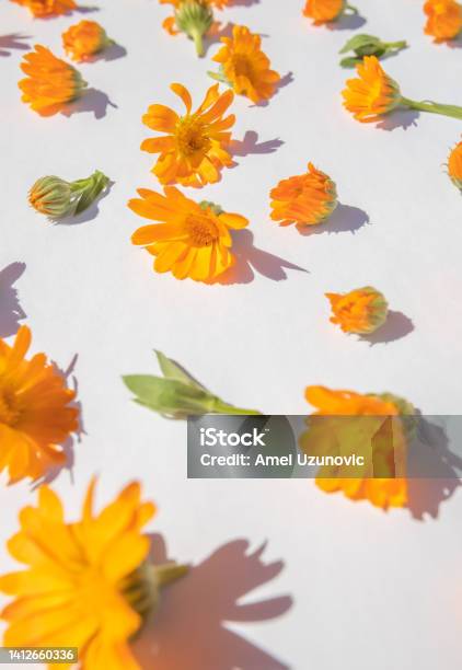 Fresh Marigold Flowers On A Bright White Background Floral Pattern Colorful Medical Herbs Stock Photo - Download Image Now