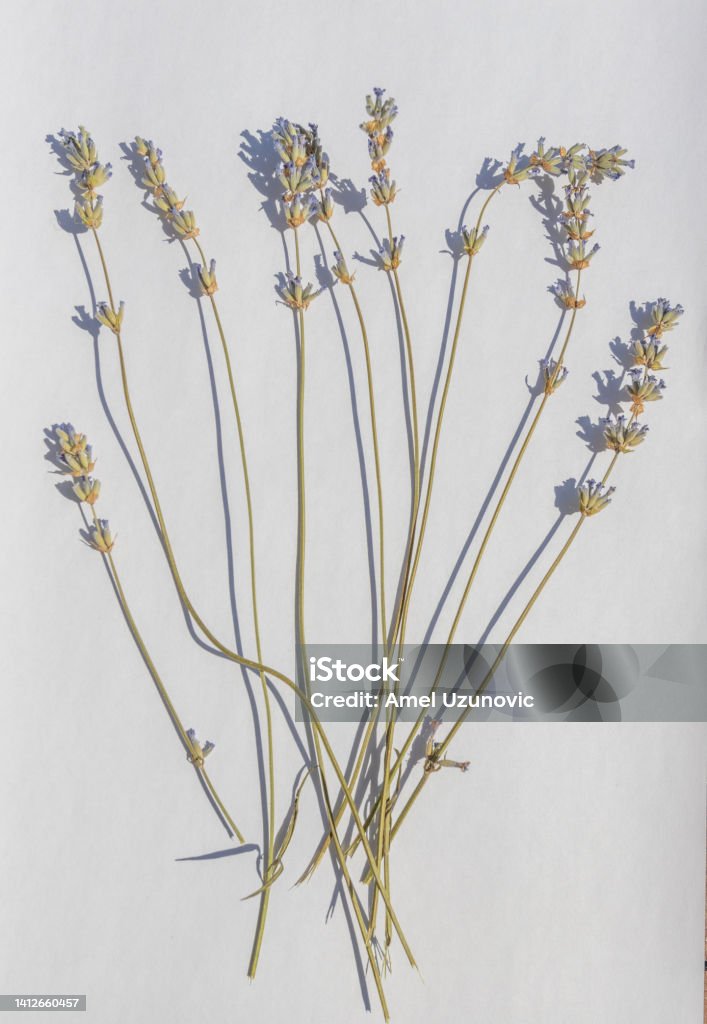 Dry lavender stems and flowers on a white background. Medical herbs. Lavender - Plant Stock Photo