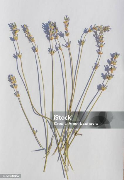 Dry Lavender Stems And Flowers On A White Background Medical Herbs Stock Photo - Download Image Now