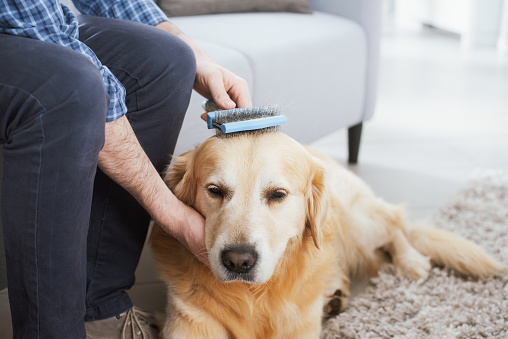 Man taking care of his dog at home, he is brushing his fur