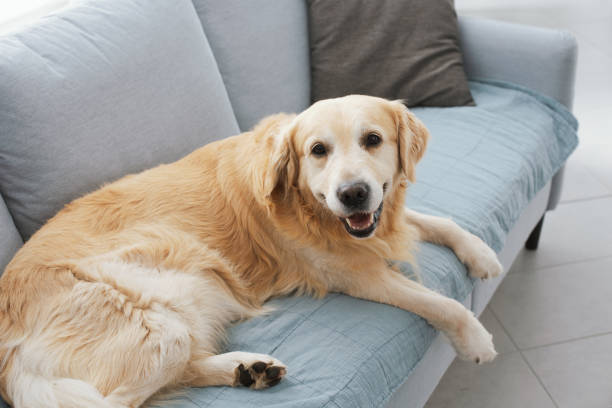 istock Cute dog resting on the couch at home 1412660859