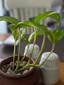 vase-auf-dem-tisch-mit-gelber-betelpflanze.jpg?b=1&s=170x170&k=20&c=eiN44MW2cfUrcn0FlAIDJSYZtpEGm8mwOsEJI-2dUNk=