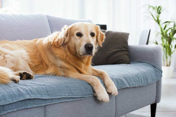 istock Cute lonely dog resting on the couch 1412661987