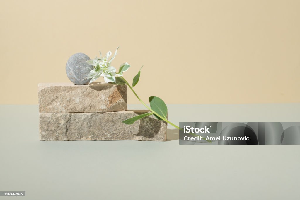 Creative still life contemporary minimal composition. Beautiful soft white and green color flower with stone blocks on pastel beige and gray background. Tenderness, sensitivity concept. Abstract Stock Photo