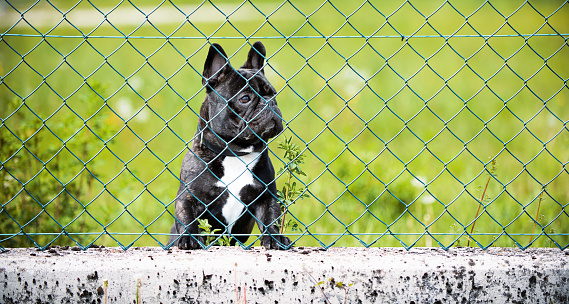 Funny cute French Bulldog lying on the lawn of his garden, beyond the fence, and looks out with a careful expression. He defends the perimeter of his property