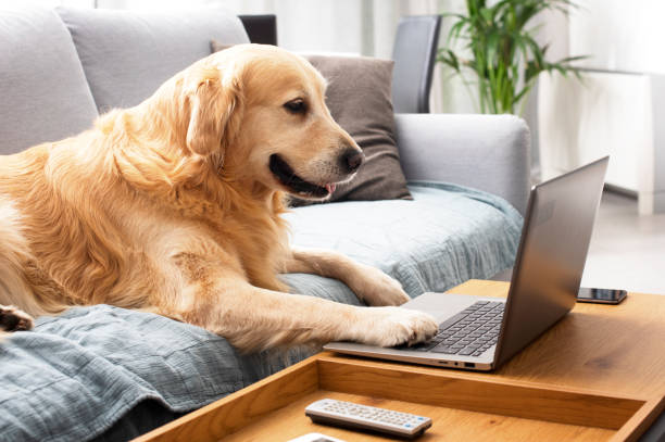 istock Funny dog using a laptop at home 1412662119