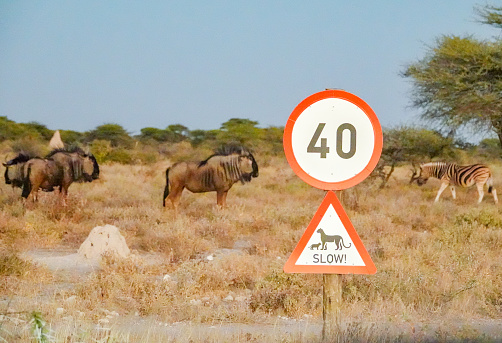 Speed Limit Sign (40) at Etosha National Park in Kunene Region, Namibia, with a symbol of a leopard, warning drivers to go slow.