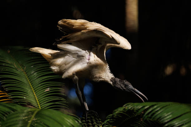 White Ibis resting on a tree in the morning sun.