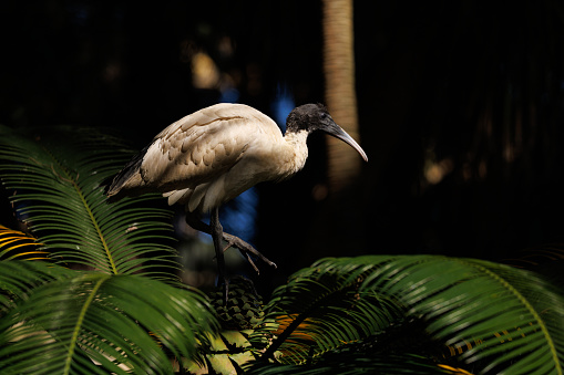 White Ibis resting on a tree in the morning sun.