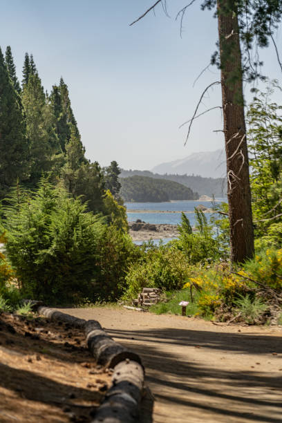 árboles del sur andes argentina - bariloche fotografías e imágenes de stock