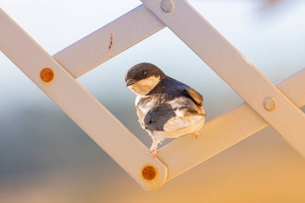 istock Barn swallows (Hirundo rustica) close up in my window. Resting on my clothes rack 1412663828