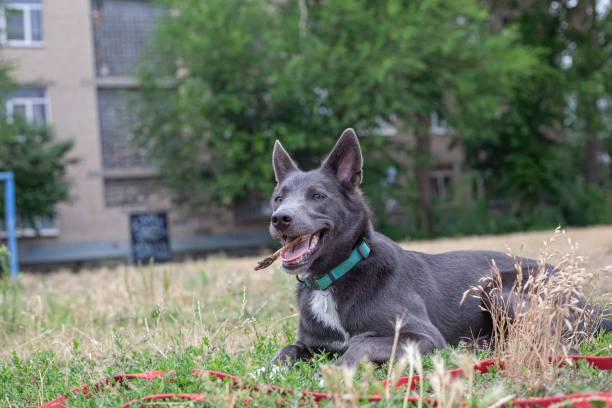 cane meticcio grigio che gioca con un bastone con macchie bianche sul campo - cane morde coda foto e immagini stock