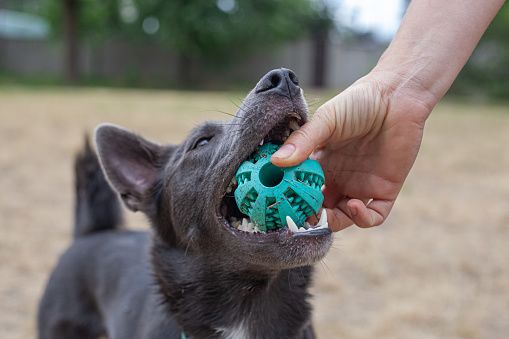 A mestizo dog of gray color with white spots on the field plays with a green ball
