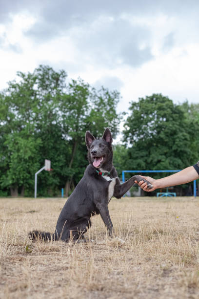 istock Gray mestizo dog playing with a man on the field 1412664343