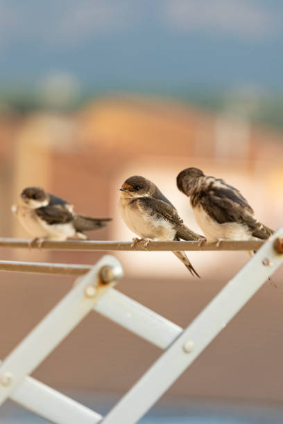 Swallows in the nest, which wait to be fed