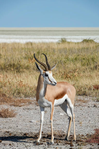Springbok at Etosha Pan in Kunene Region, Namibia