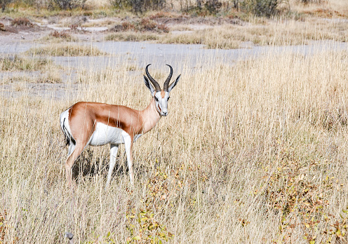 Springbok at Etosha Pan in Kunene Region, Namibia
