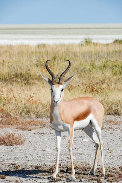 Springbok at Etosha Pan in Kunene Region, Namibia