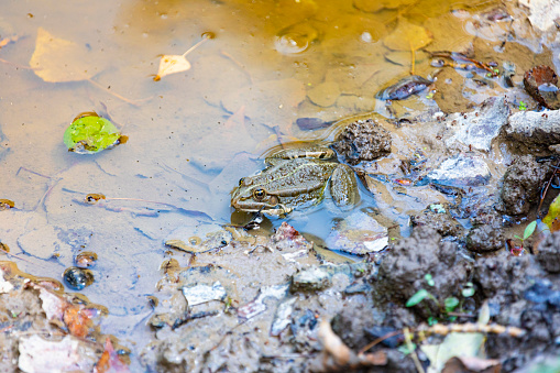 Pollution - Frog in a natural pond eating a cigarette butt